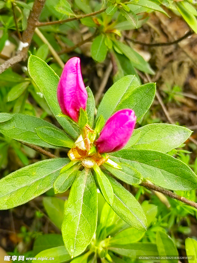 锦绣杜鹃