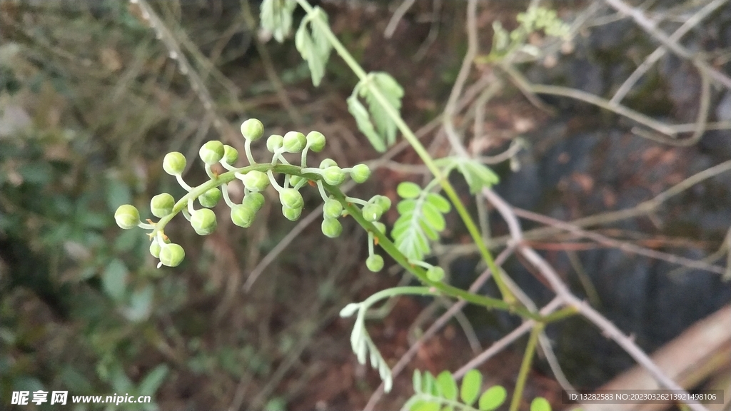 云实花苞