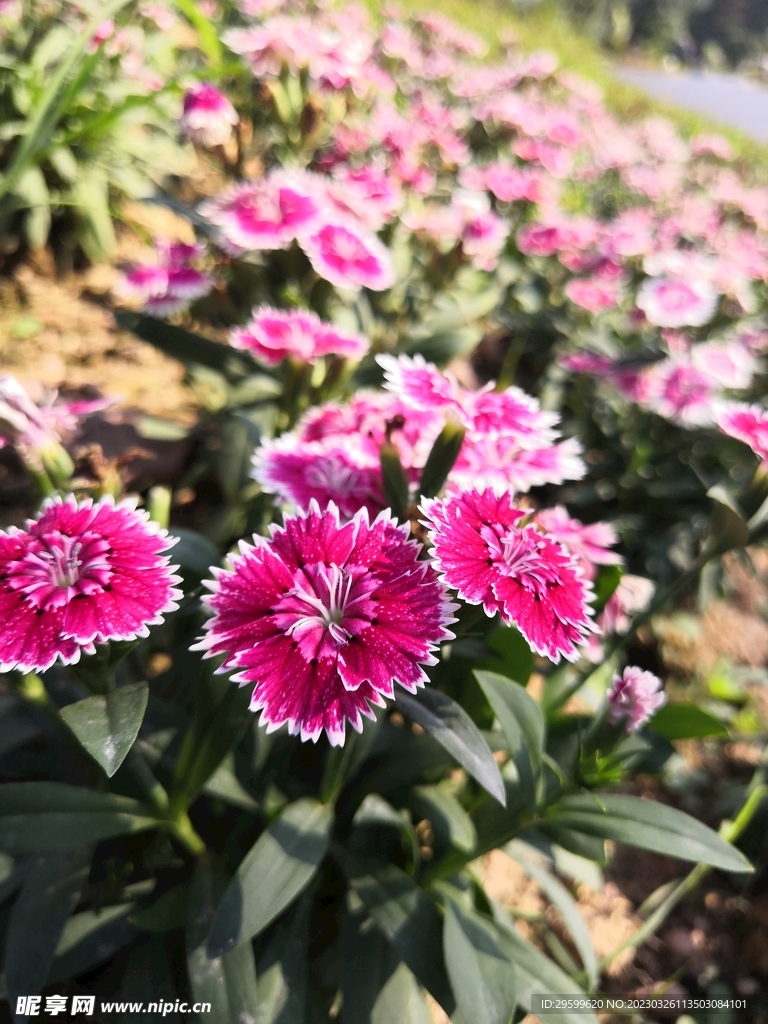 石竹子花