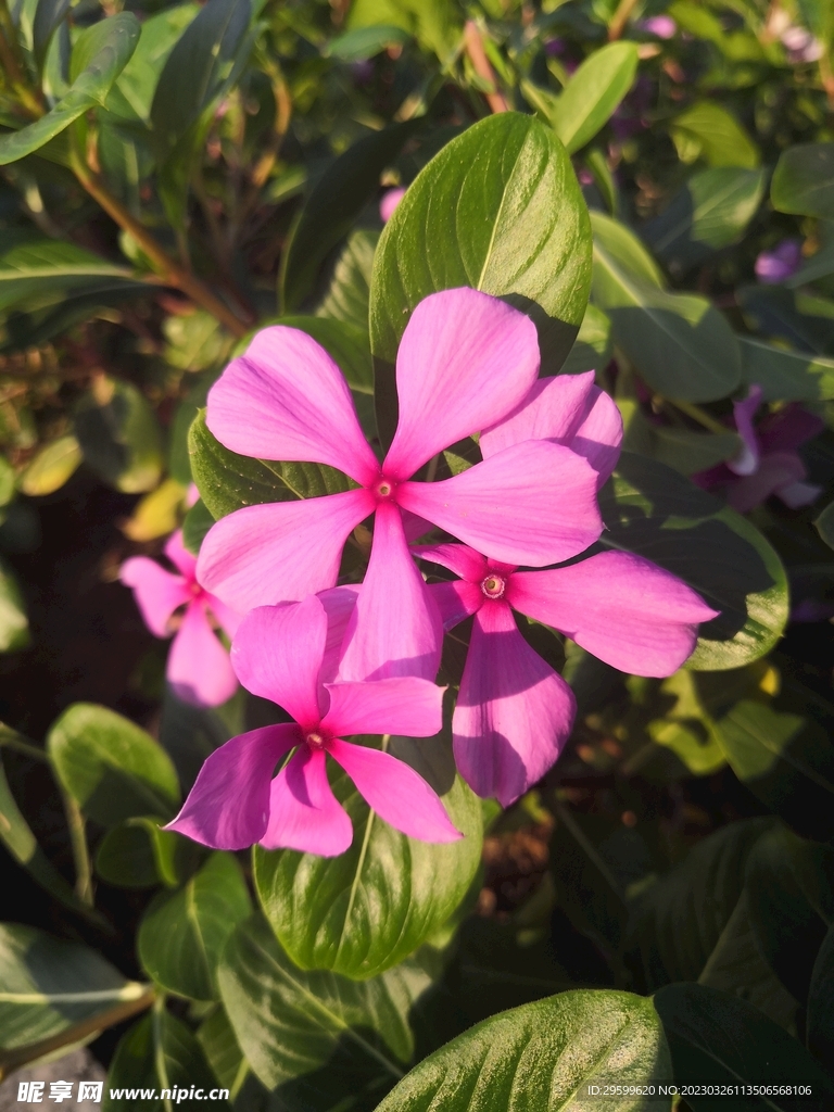长春花