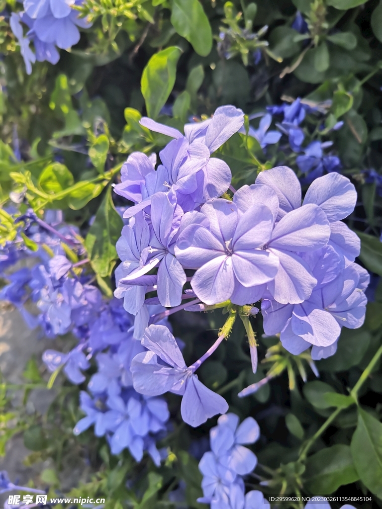 蓝花丹