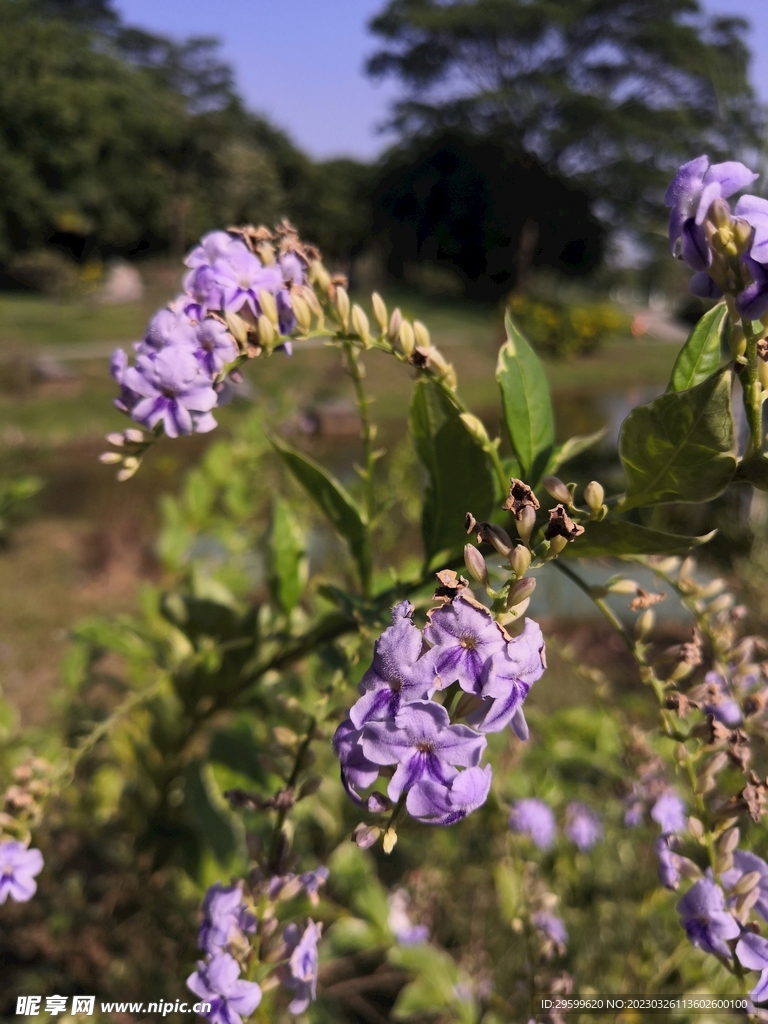 金露花