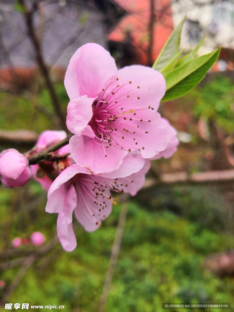 桃花
