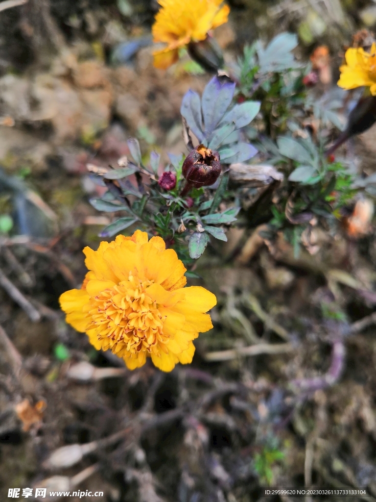 菊花