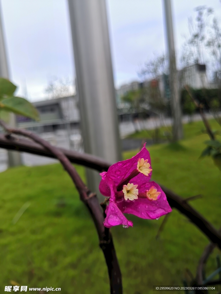 三角梅