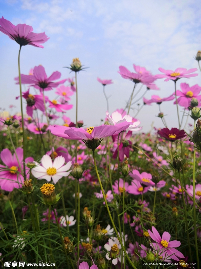 格桑花