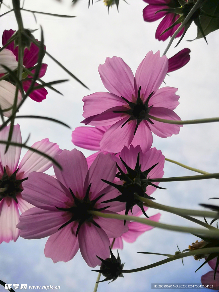 格桑花