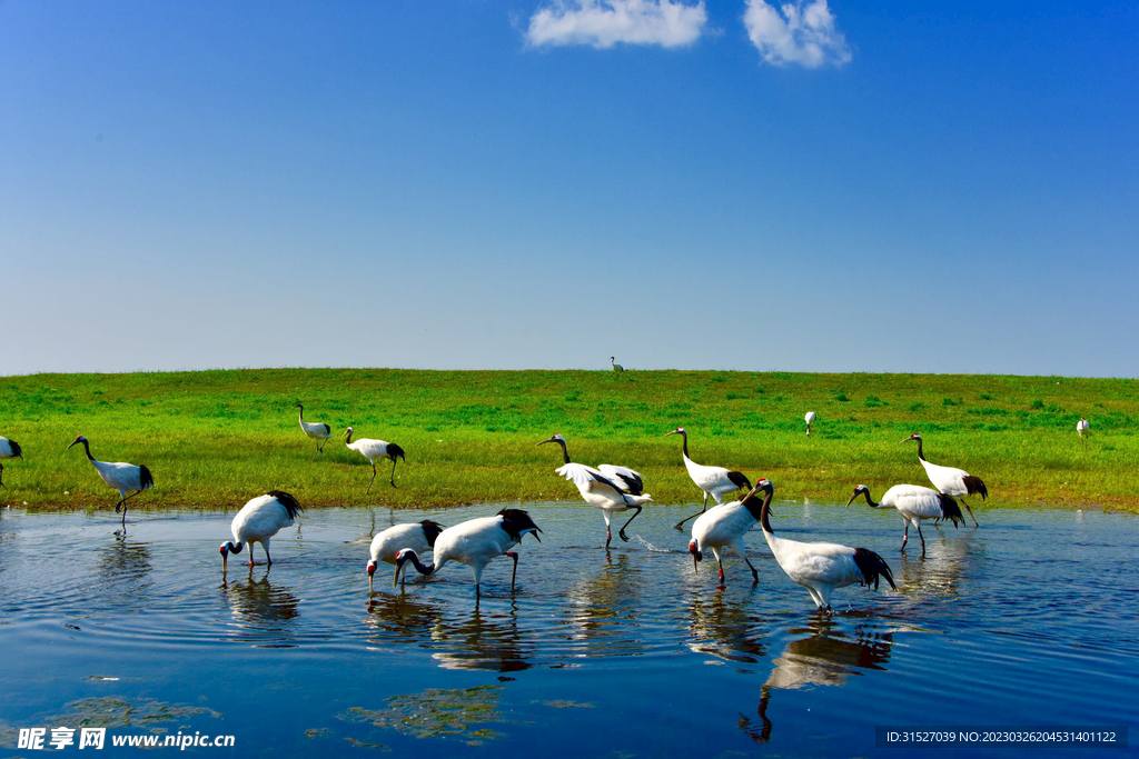 丹顶鹤摄影素材