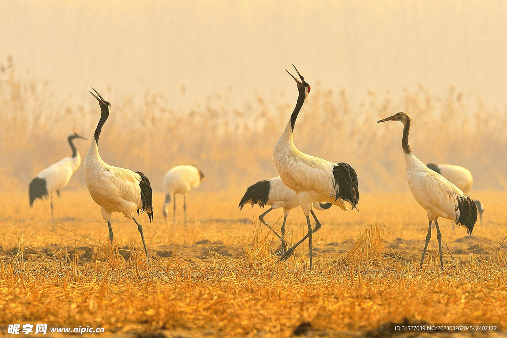 唯美丹顶鹤摄影