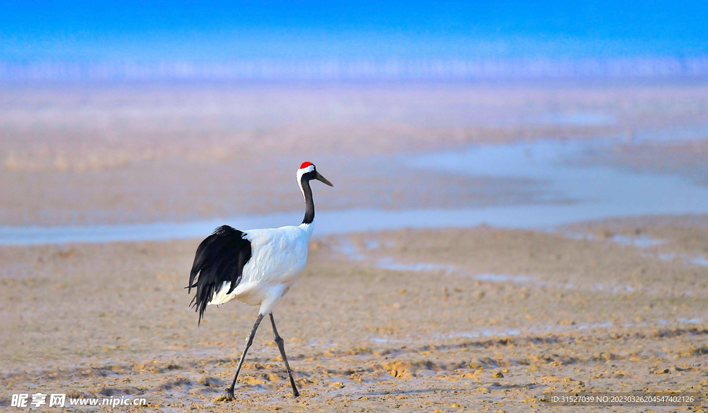 丹顶鹤高清特写