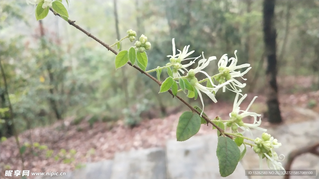 白花檵木花