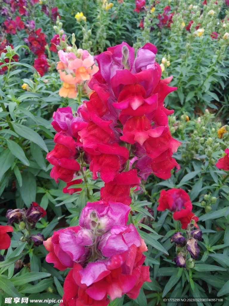 鲜花