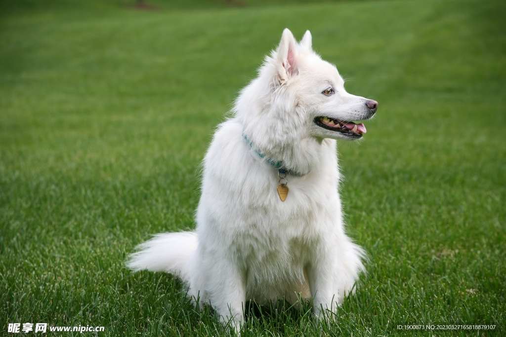 犬