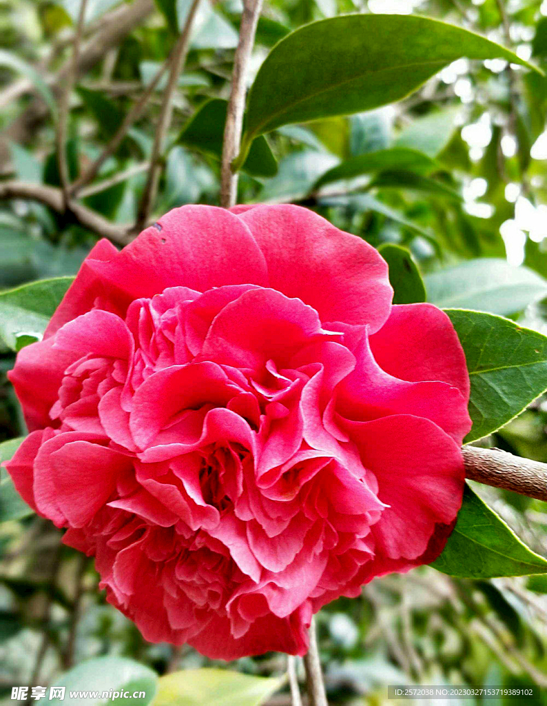 山茶花开