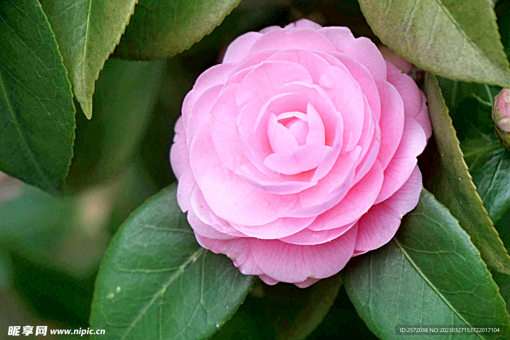 山茶花开