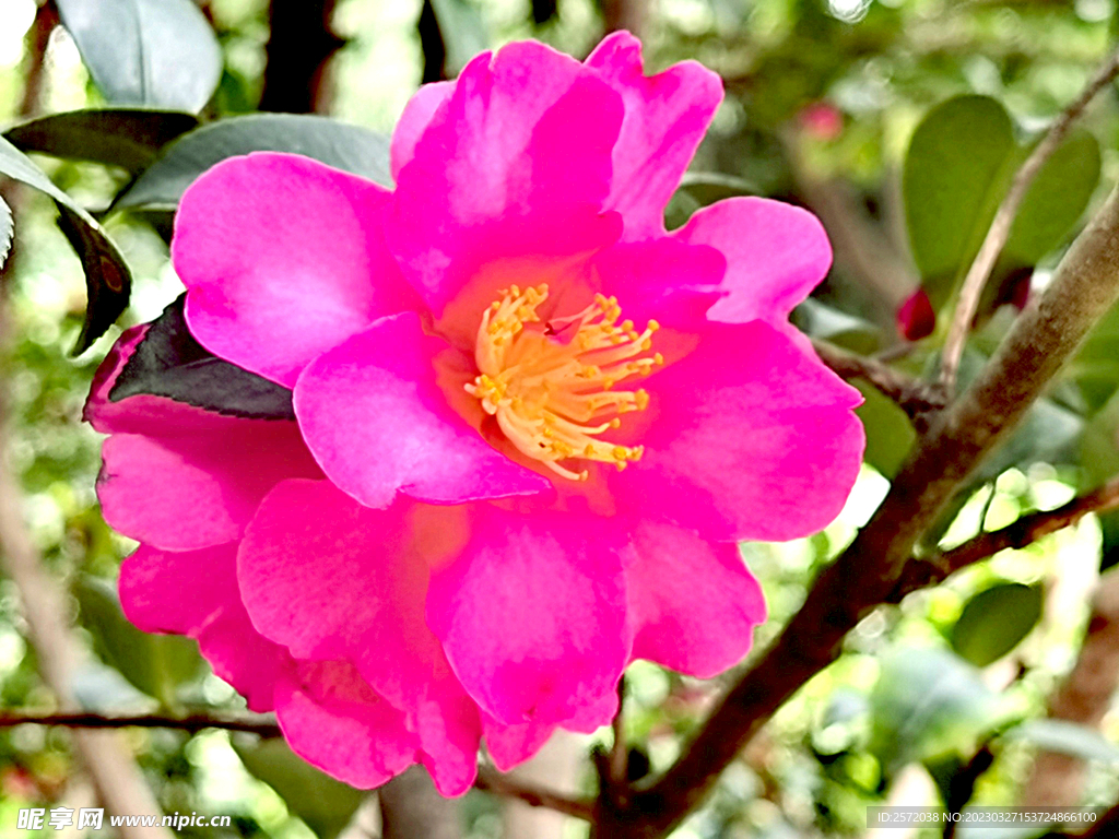 山茶花开