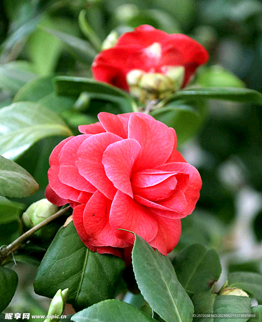 山茶花开