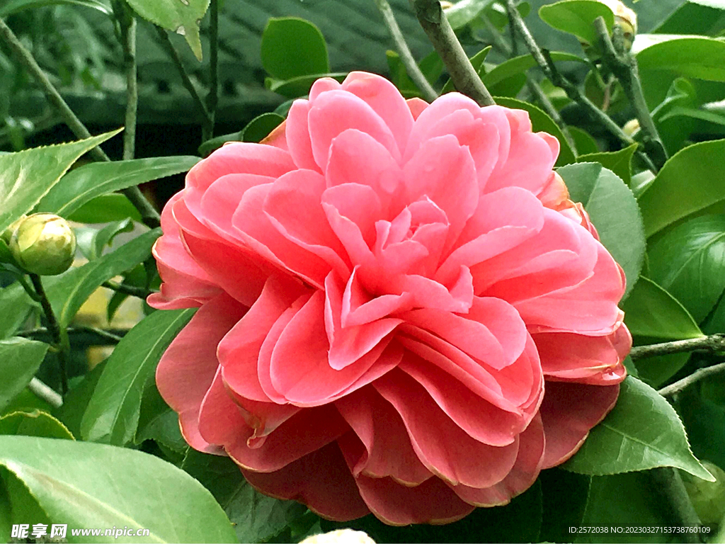 山茶花开