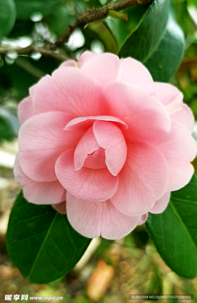 山茶花开