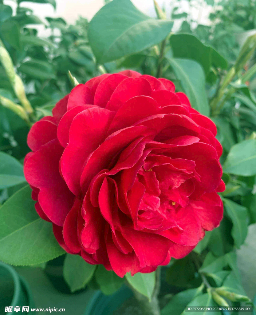 山茶花开