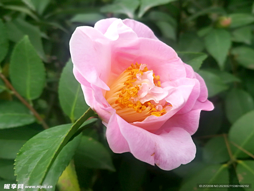山茶花开