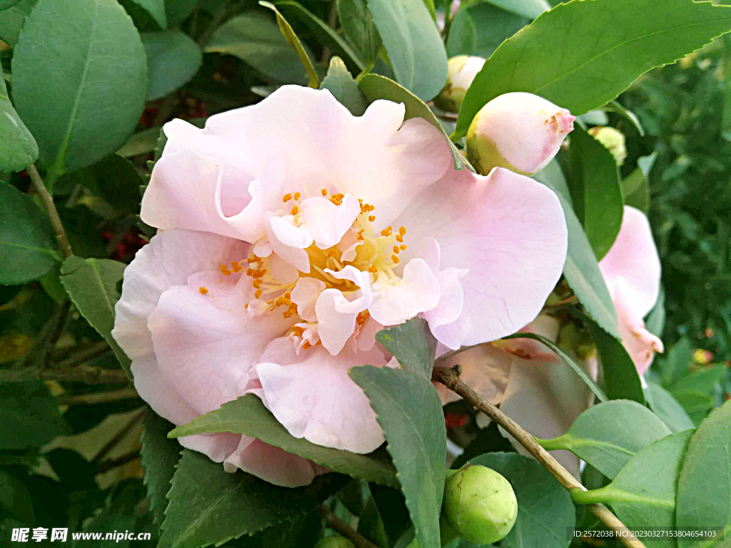 山茶花开