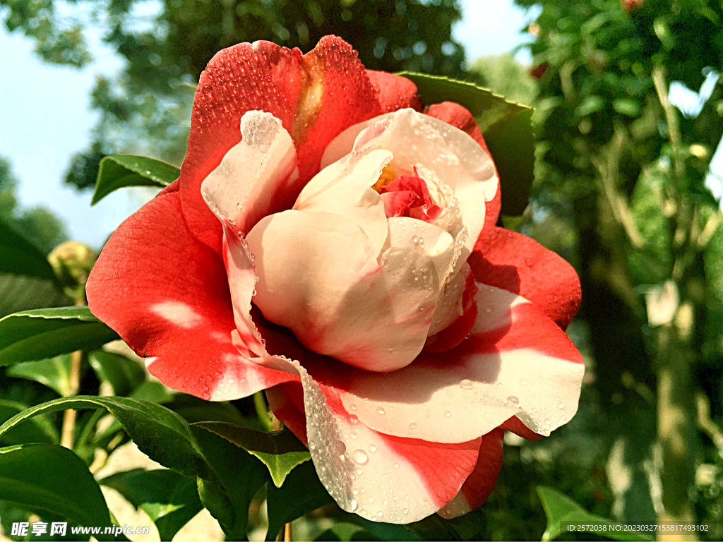 山茶花开