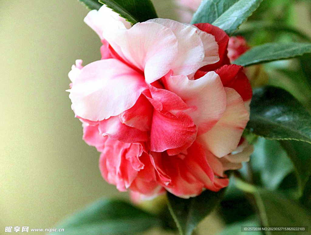 山茶花开