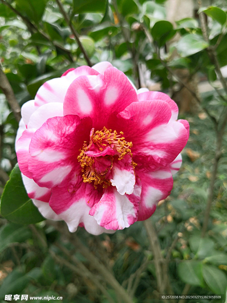 山茶花开