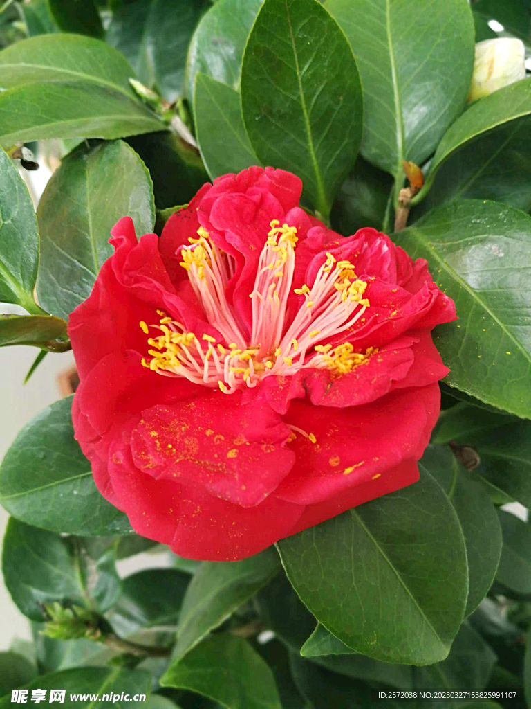 山茶花开