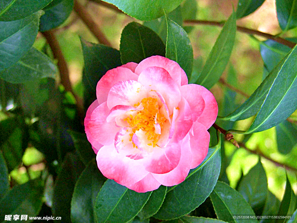 山茶花开