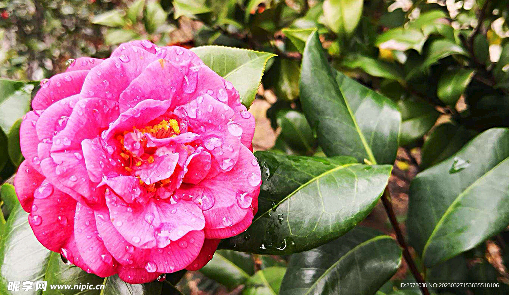 山茶花开