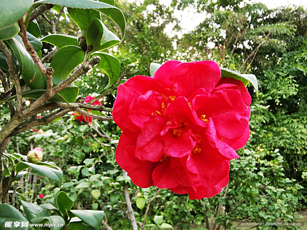 山茶花开
