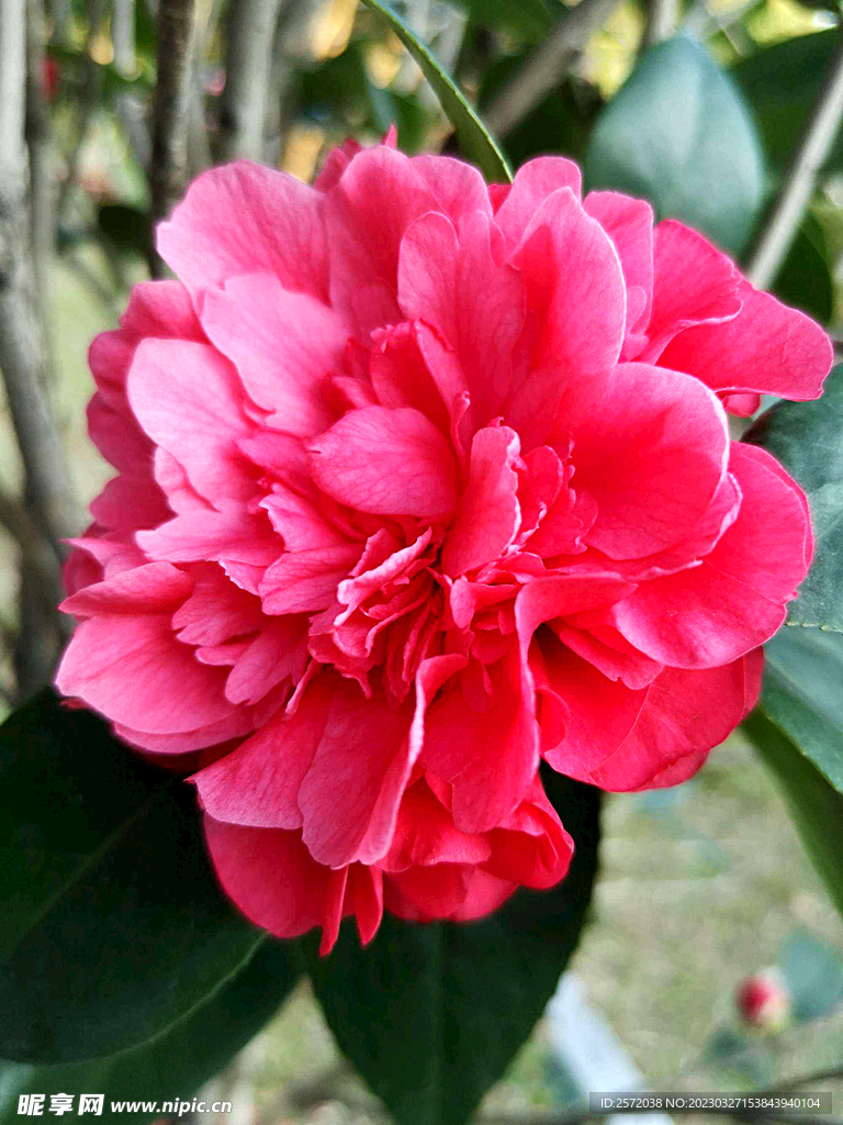 山茶花开