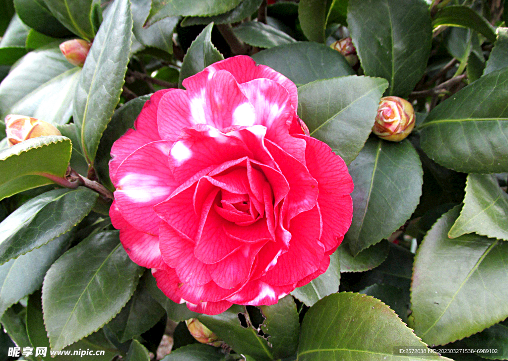 山茶花开
