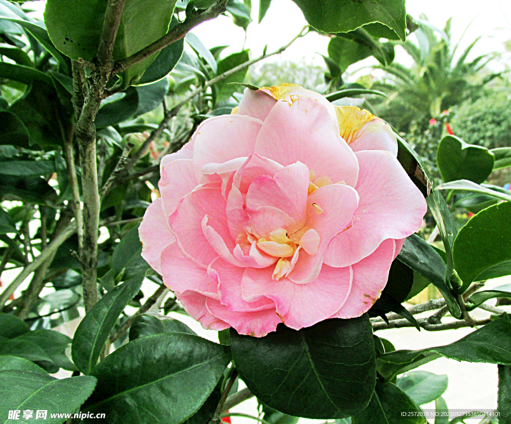 山茶花开