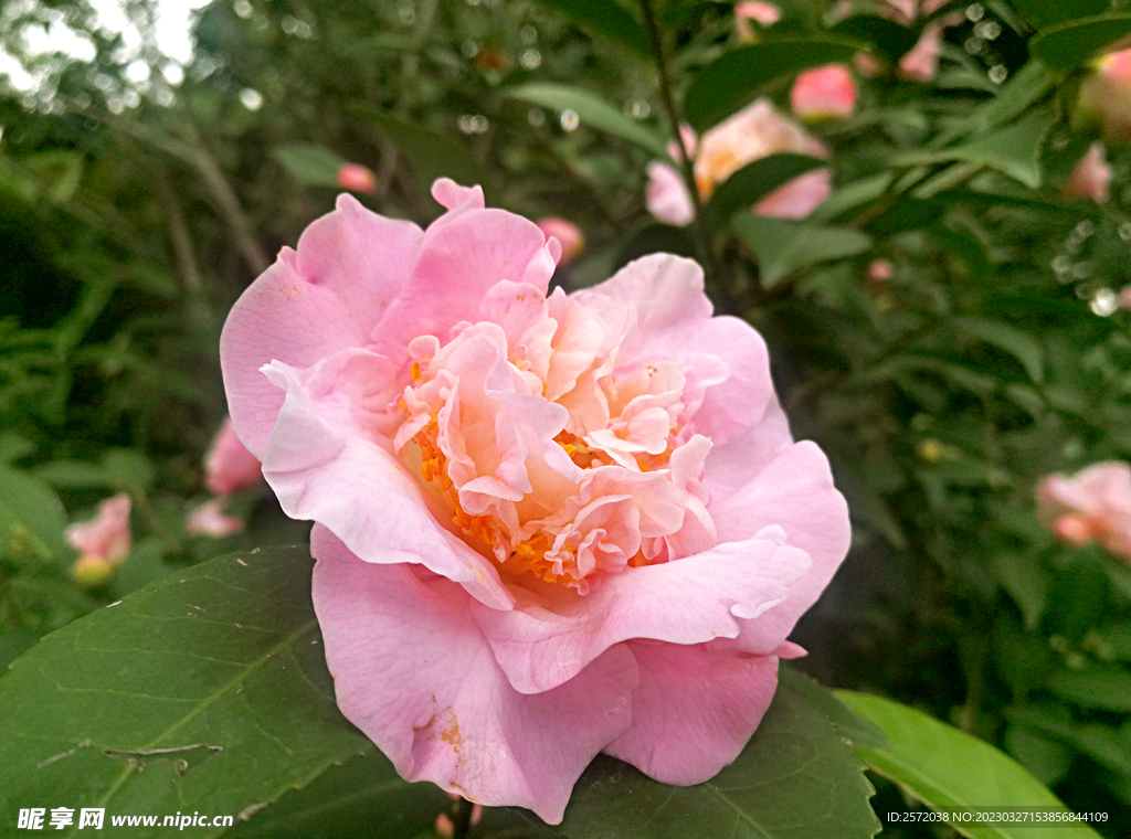 山茶花开