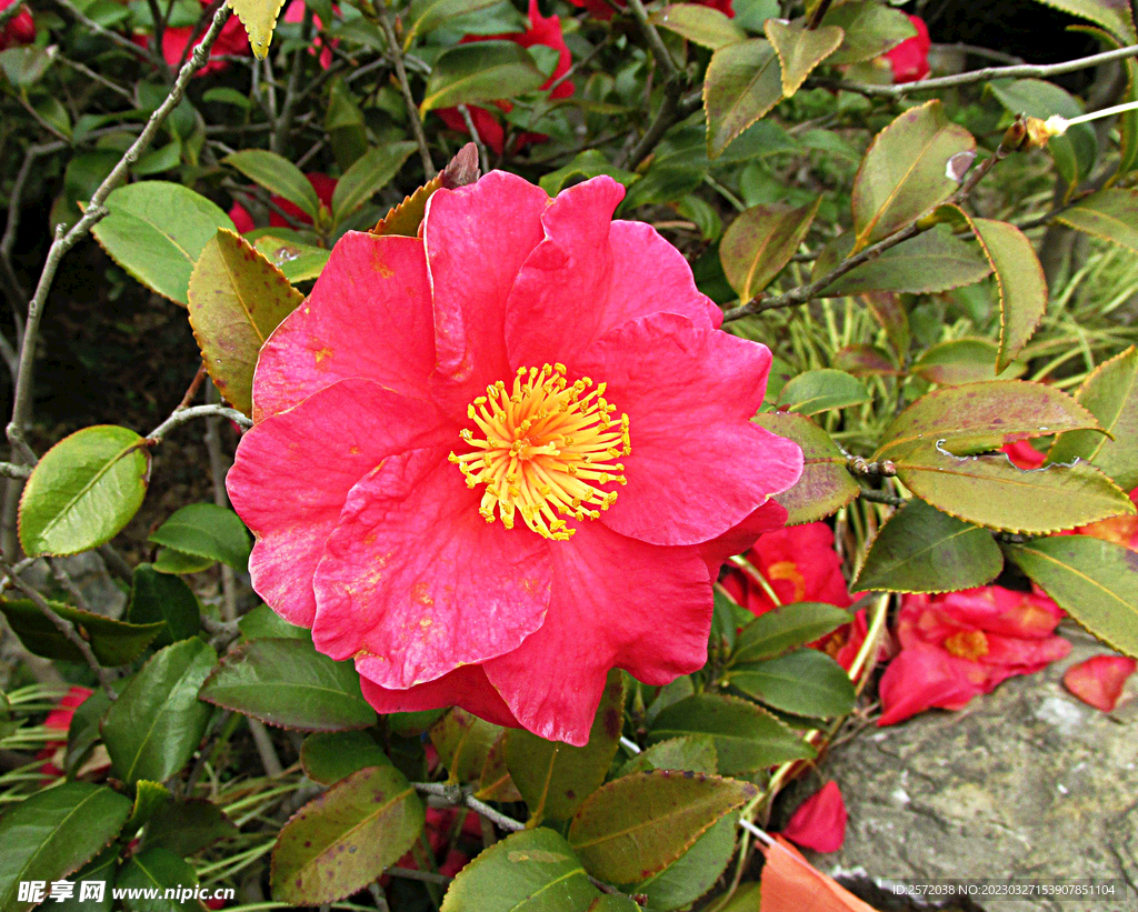 山茶花开