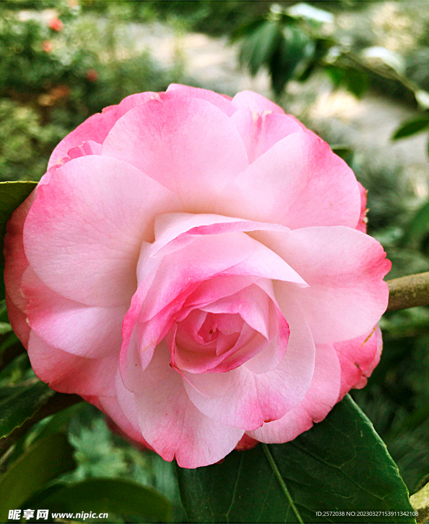 山茶花开