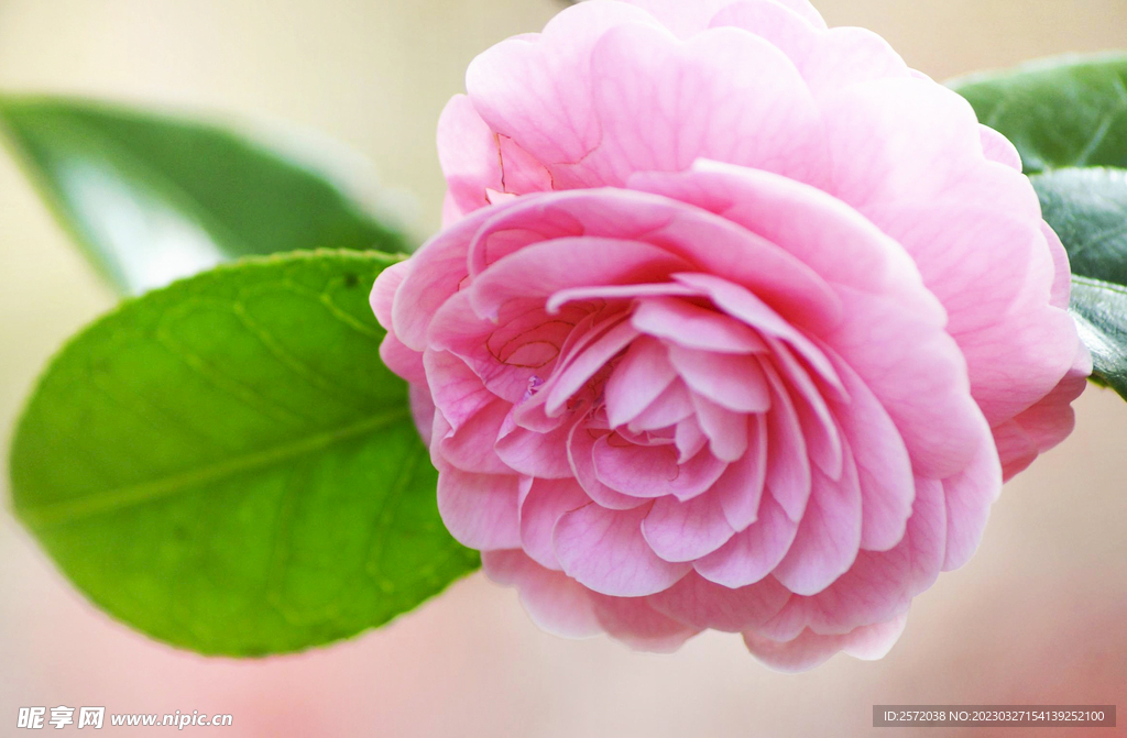 山茶花开