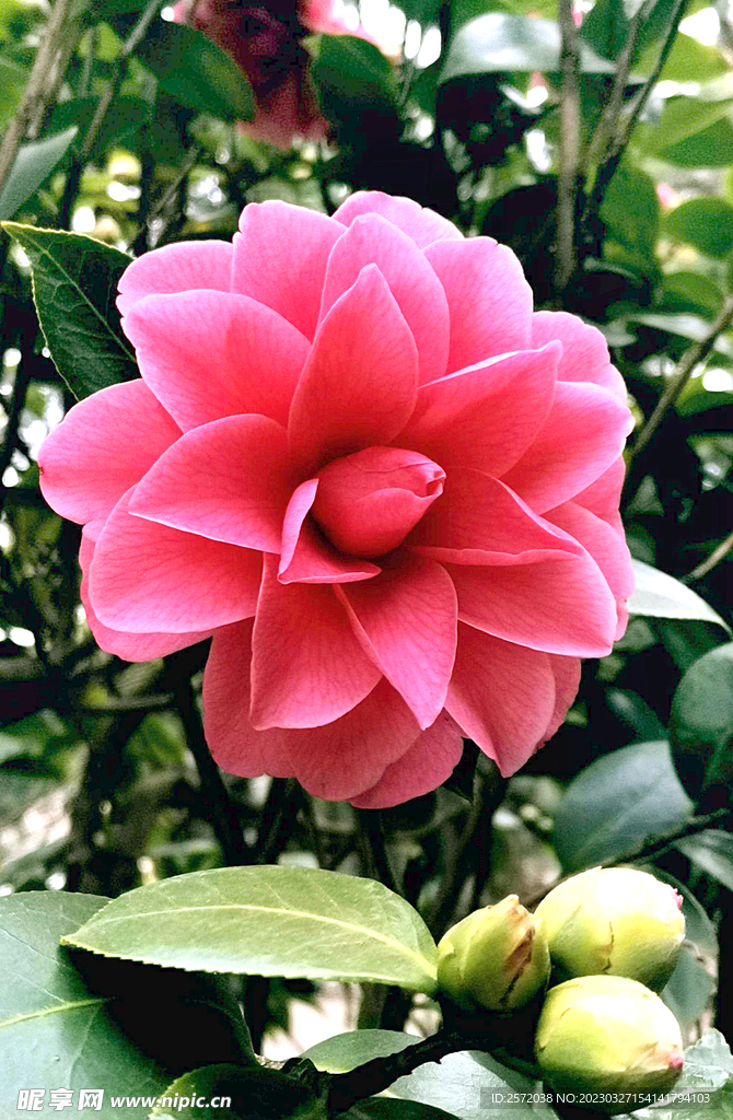 山茶花开