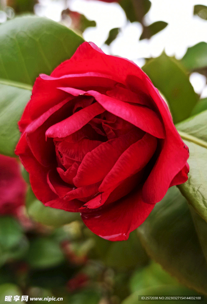 山茶花开