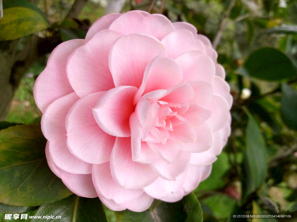 山茶花开