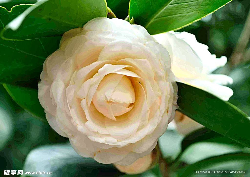 山茶花开