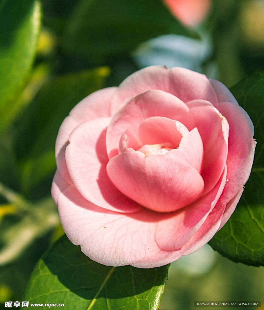 山茶花开