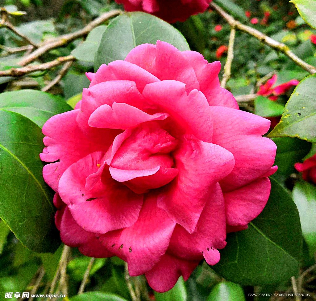 山茶花开