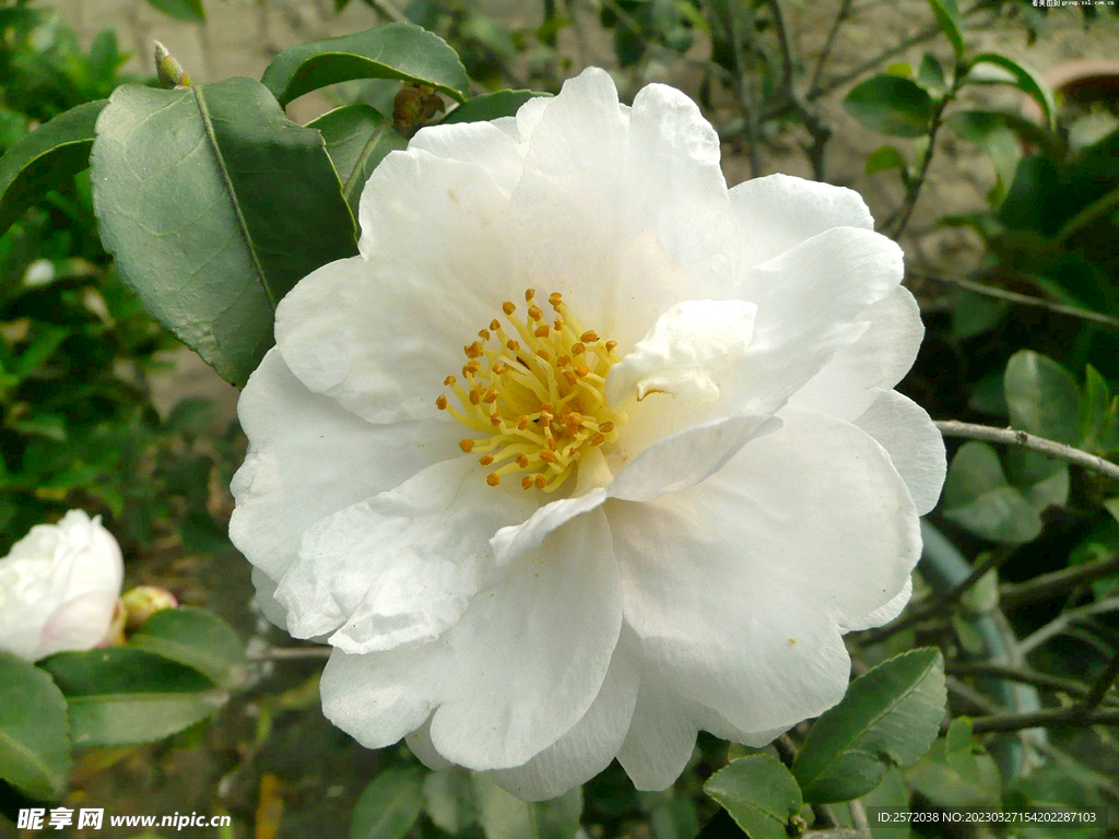 山茶花开