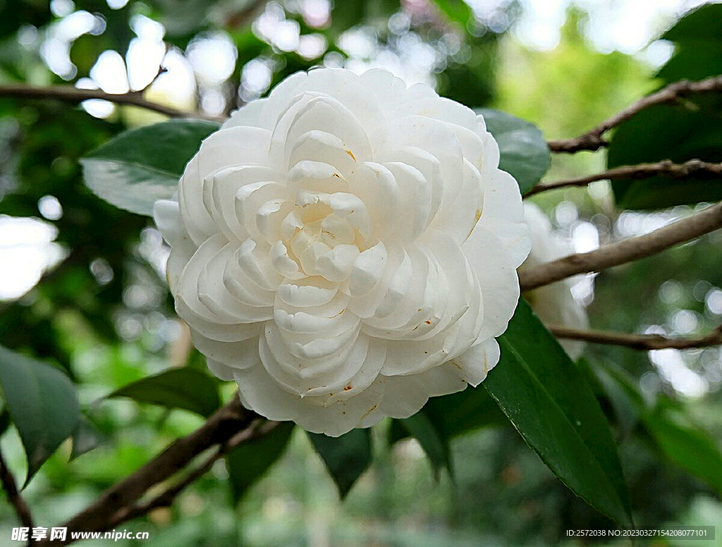 山茶花开