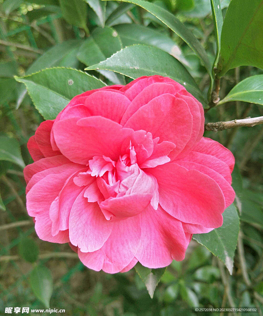 山茶花开
