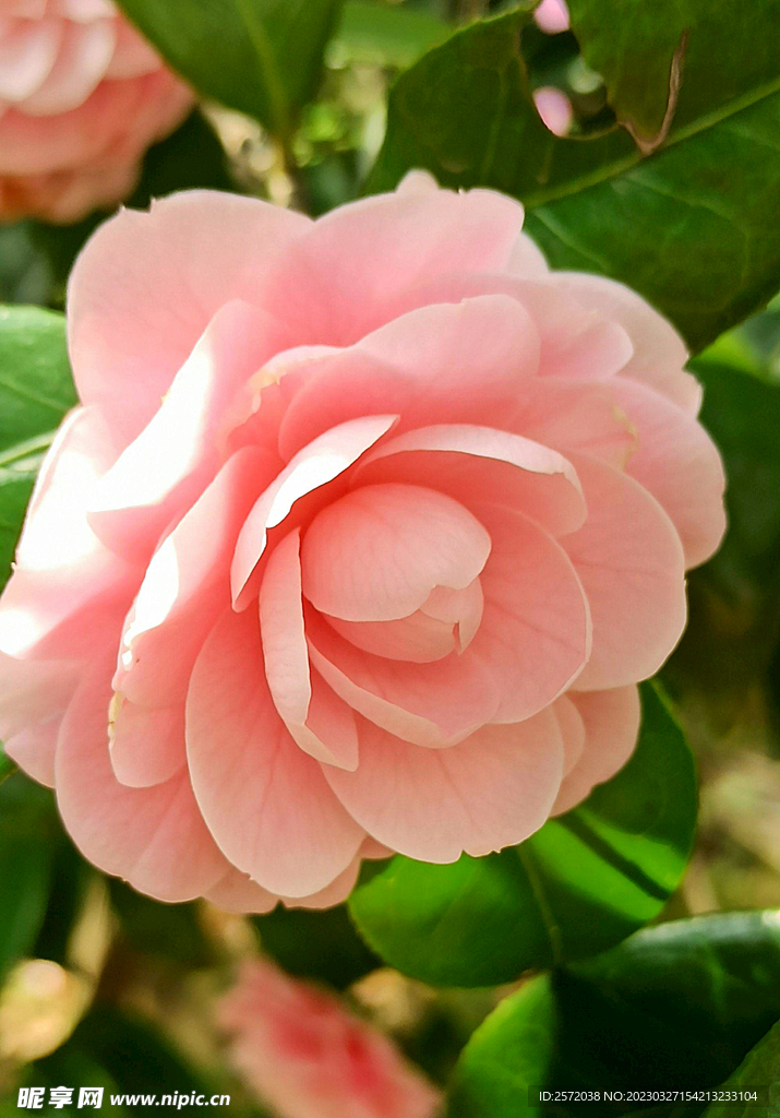 山茶花开